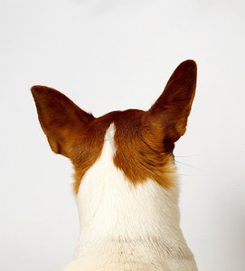 抬起耳朵的狗的后视线