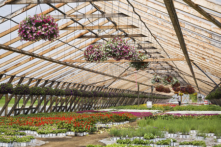 商业温室浇水植物的园艺工人包括挂在吊篮里的紫色紫红色白色和红色牵牛花以及容器里的混合开花植物