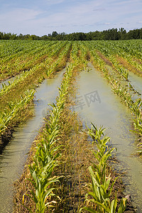 下着雨摄影照片_淹水的玉米田