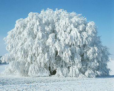 白雪覆盖的树