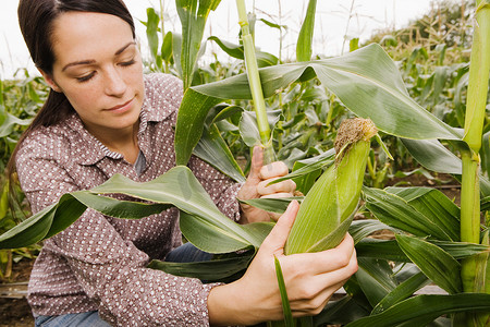 一名妇女在柯布上采摘玉米