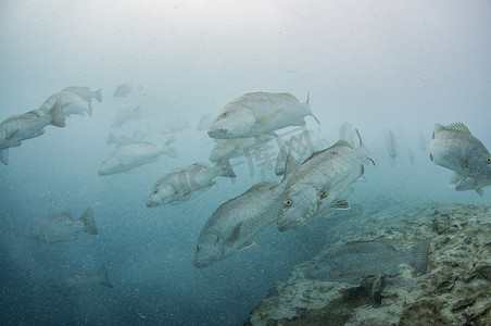 墨西哥昆塔纳罗奥坎昆淡水海洋天坑周围聚集的大型古巴笛鱼鱼群的水下景观