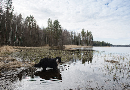 站在芬兰奥里维西湖边的伯恩斯山狗肖像