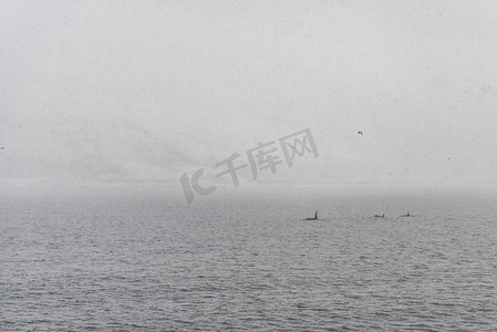 美目摄影照片_杀人鲸挪威特罗姆索