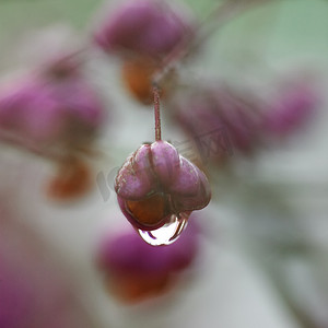 水滴符号摄影照片_水滴紫秋浆果