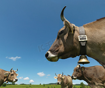 和牛摄影照片_田野里的奶牛