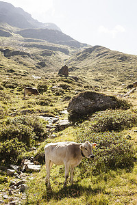在奥地利沃拉尔贝格帕特宁的山上放牧的牛的侧景