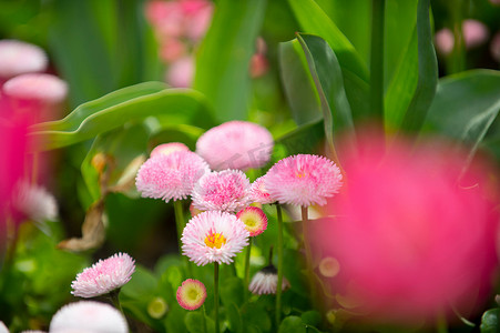 花朵摆动摄影照片_粉色花朵差异化聚焦