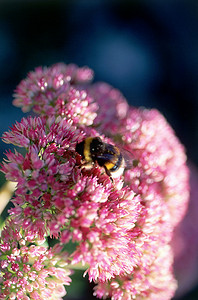 镇静剂摄影照片_镇静剂上的蜜蜂