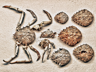 蟹壳碎片