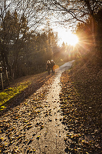 意大利伦巴第一对老年夫妇在秋天阳光普照的林路上漫步