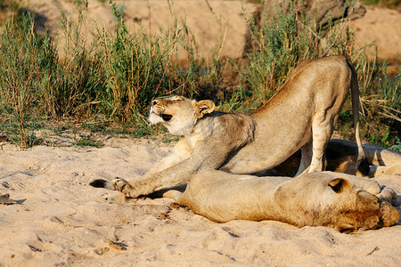 南非萨比沙猎物保护区的母狮伸展