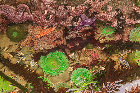 美国华盛顿奥林匹克国家公园石狮海滩潮间带落潮时的巨型绿海葵和双鱼海星