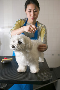 毛发动物摄影照片_一名女子为一只小猎犬梳理毛发