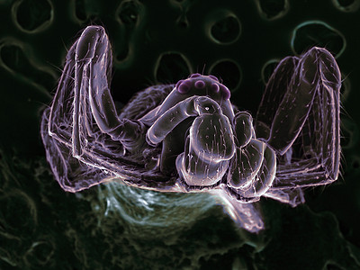 极小蜘蛛的高真空扫描电子显微镜图像正面图