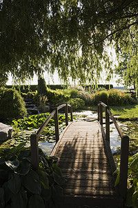 齐白石柳树摄影照片_夕阳下花园百合池塘上的垂柳和木制人行桥