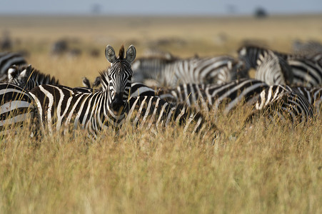 非洲肯尼亚马赛马拉平原斑马