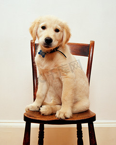 坐在椅子上的拉布拉多小狗
