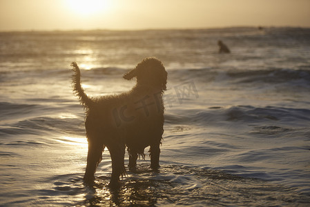 英国德文郡海上看冲浪的狗的剪影