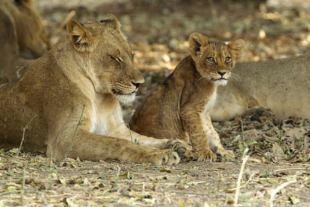 母狮与幼狮美洲豹狮子座