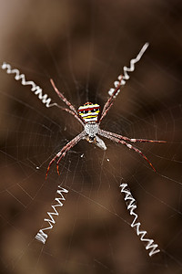 礼仪之邦摄影照片_黄蜂蜘蛛在网上捕食老挝琅勃拉邦
