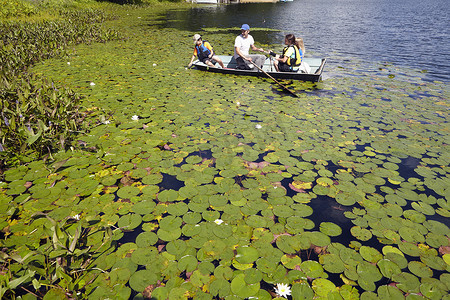 父亲和孩子们在美国宾夕法尼亚州新米尔福德的百合园中划船