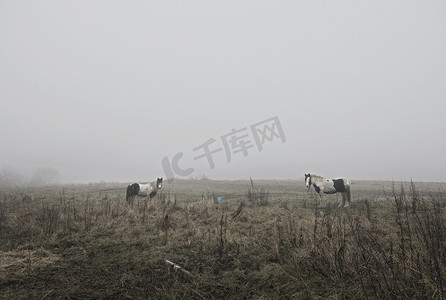 追逐摄影照片_雾蒙蒙的乡间风光中的马