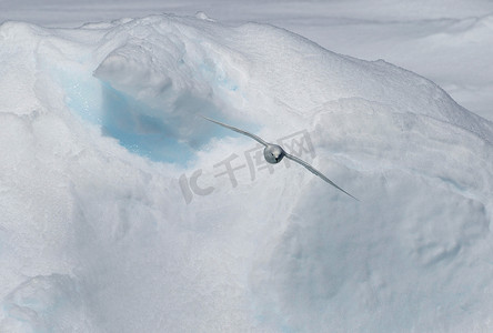 雪海燕在南极洲东部以北180英里的南大洋浮冰上滑翔
