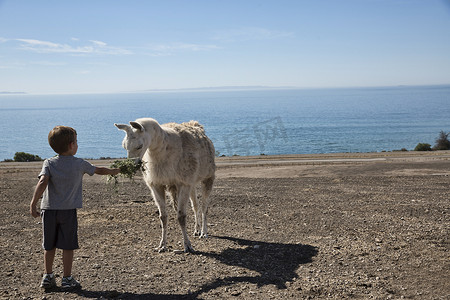 美国加利福尼亚州洛杉矶县公园男孩给骆驼喂干草