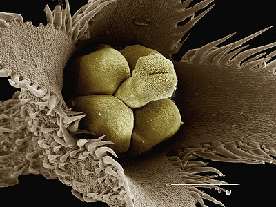 木兰属植物花的彩色扫描电子显微镜