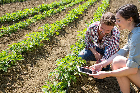 一对夫妇蹲在田里用数字平板电脑拍摄番茄植株