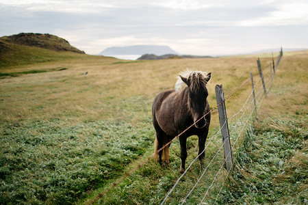追逐摄影照片_在田野景观中的栅栏后面的马看着相机冰岛