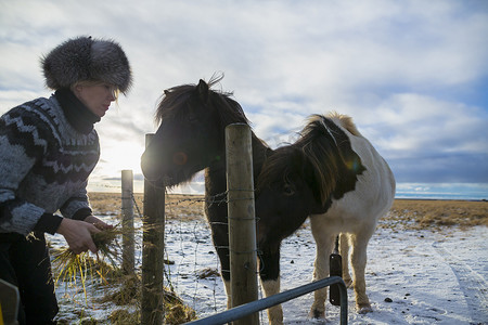 冰岛一名成年女子在白雪覆盖的田野上喂小马