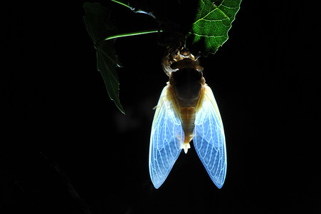 一只蝉在树枝上从它的若虫外骨骼中冒出来夜里