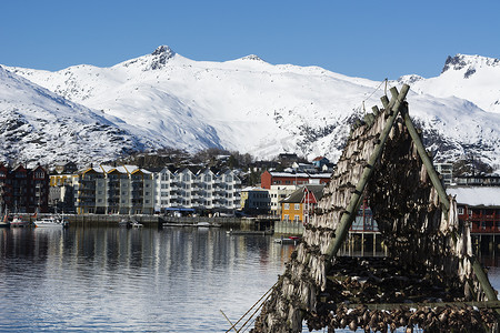 挪威罗福滕群岛斯沃瓦尔滨水货架上晾晒鳕鱼