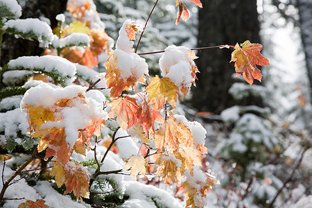 雪枫叶摄影照片_白雪覆盖的树叶