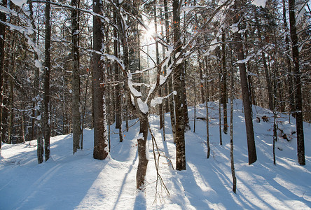 阳光从冬日的森林中流过