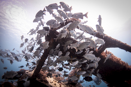 印度尼西亚龙目岛一群低鳍鼓手在残骸周围游泳的水下景象