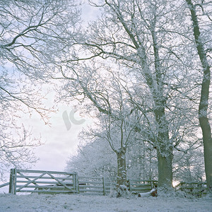 白雪覆盖的田野和树木