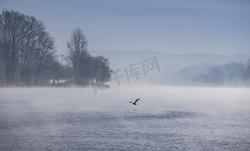 淡山水摄影照片_意大利皮埃蒙特斯特雷萨马焦雷湖上空的天鹅剪影
