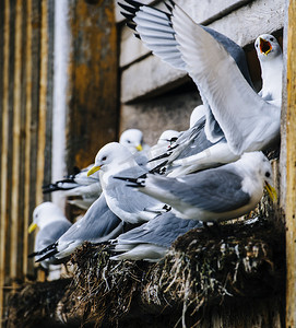 亚文化群摄影照片_一群海鸥在建筑边缘筑巢的特写莱恩挪威罗福滕