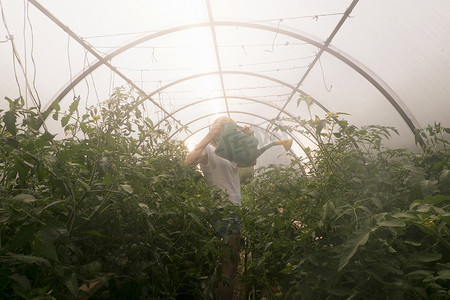 一名妇女用喷水器给温室里的植物浇水