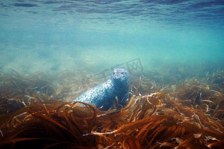 环斑海豹摄影照片_日本海斑海豹