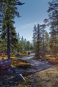 芬兰拉普兰森林中的男子越野跑