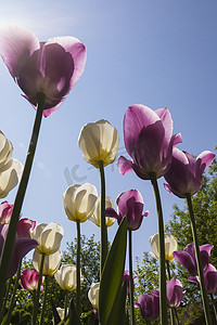 春天在蓝天的映衬下透镜闪烁的淡紫色和白色的郁金香郁金香花朵的低角视角