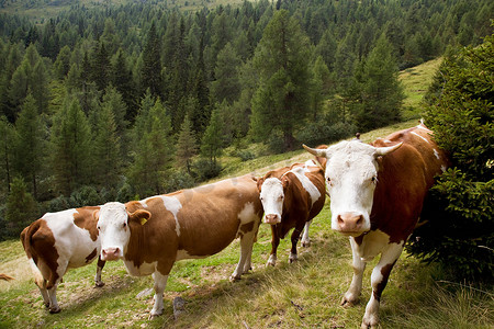 牛铃摄影照片_山上牧场上的奶牛