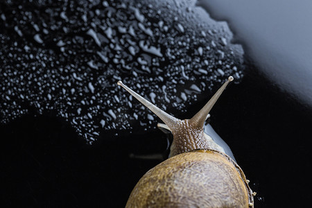 水面摄影照片_黑色冷凝面上的蜗牛俯瞰