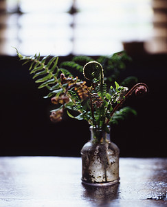 玻璃瓶背光摄影照片_旧玻璃瓶中的蕨类植物由透过窗户的自然光背光照射
