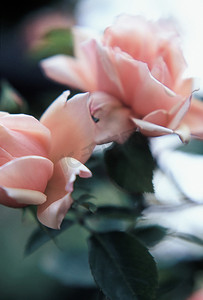 粉色玫瑰花瓣摄影照片_粉色玫瑰