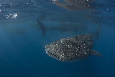 水面摄影照片_以海面鱼卵为食的大型鲸鲨犀牛墨西哥